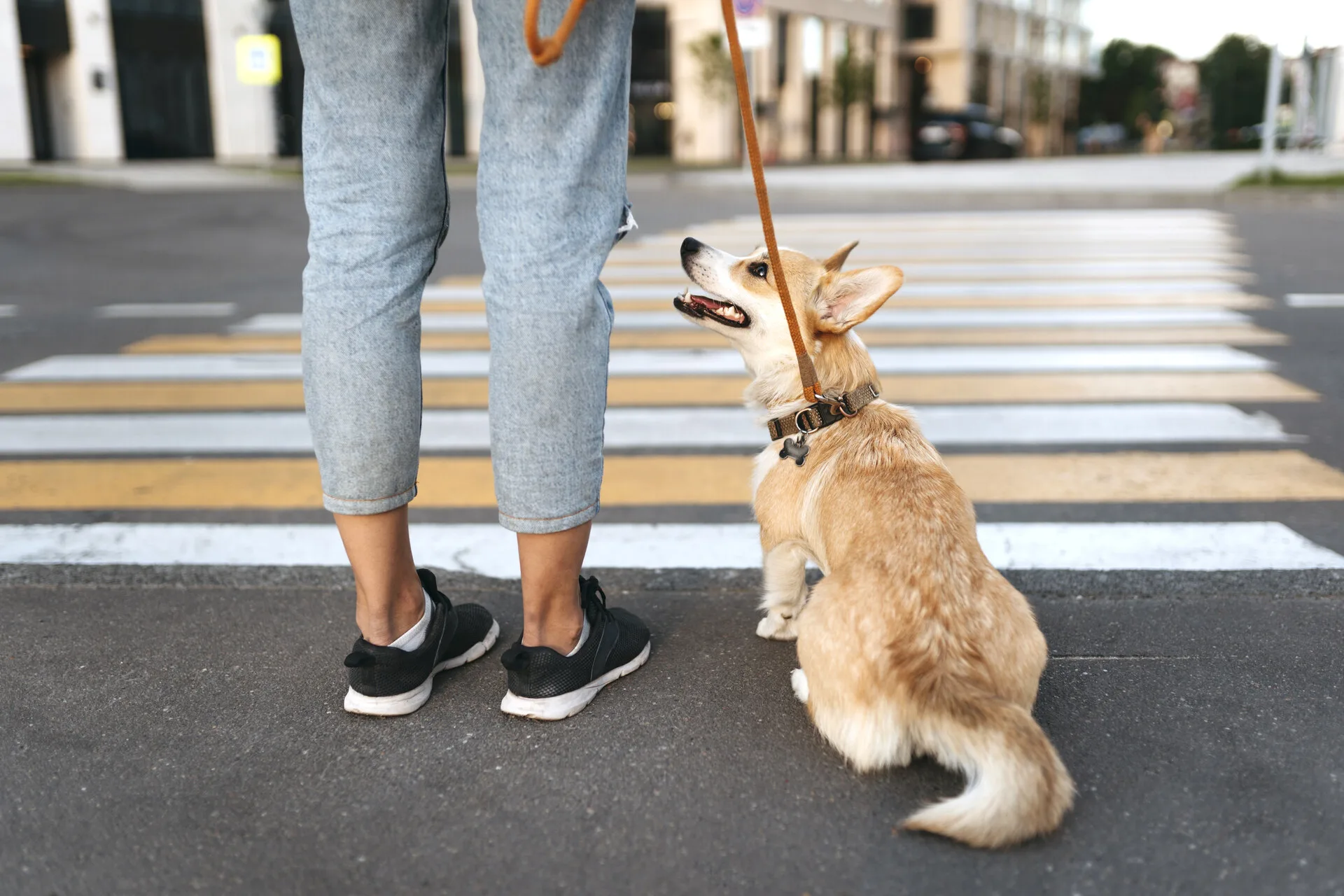 Woman with dog on leash crossing street